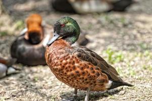 Isolated wild Duck while looking at you in the green background photo