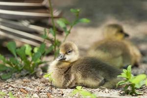 Isolated young Duck while looking at you photo