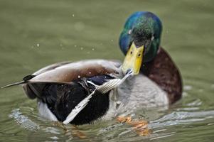 pato salvaje aislado mientras te miraba en el fondo verde foto