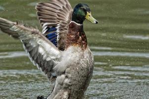 pato salvaje aislado mientras te miraba en el fondo verde foto