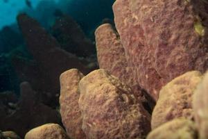 Hard coral macro detail while diving in Indonesia photo