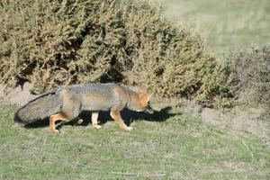 grey fox hunting on the grass photo