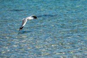 gaviota pescando en agua cristalina foto