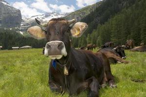 A cow on the mountain background photo