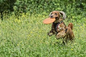 happy puppy dog running to you on green grass background photo