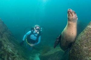 beautiful blonde girl and sea lion underwater photo