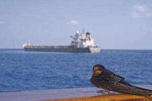 A swift looking at you with a ship in the middle of the sea photo