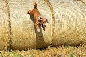 perro cachorro cocker spaniel viniendo a ti foto