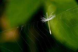 diente de león soplar tubo flor foto