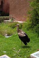 Aged stork in a backyard. Morocco photo