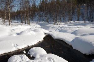 pequeño río en un bosque con nieve en invierno foto