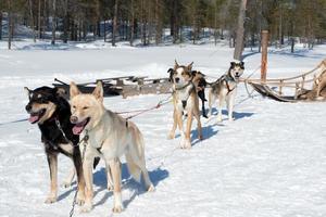 Beautiful husky dogs on a sleigh photo