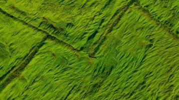 vista aérea del fondo de textura de campo de arroz verde. las plantas de arroz se inclinan para cubrir el suelo de los vientos monzónicos. patrón natural de la granja de arroz verde. vista anterior del campo agrícola. belleza en la naturaleza. foto