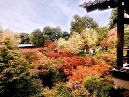 primer plano y cultivo de árboles de arce coloridos del paisaje en kyoto foto