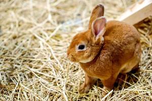 Closeup Brown rabbit on dry straw photo