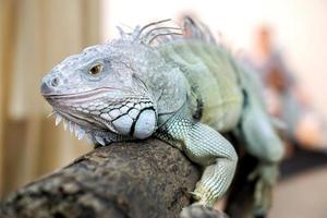 closeup Iguana on a log on blurry background photo