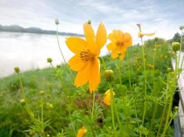 Calendula Yellow flowers beside Mekong River under the bright sky photo