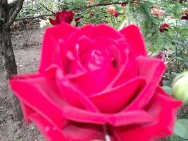 Red rose flower close up. Photo from phone.