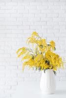 Blossom of Mimosa flower in white ceramic vase on white brick wall background with space for text photo