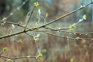 Close up rain drops on birch branches concept photo