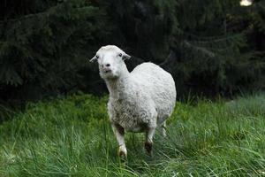 Fluffy sheep grazing in forest grass scenic photography photo