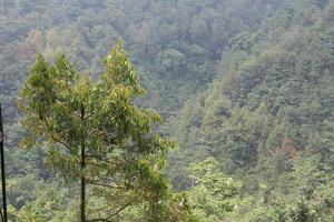 cool and fresh natural scenery with trees during the day pijar garden photo
