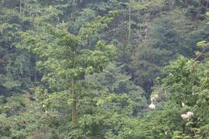 cool and fresh natural scenery with trees during the day pijar garden photo