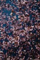 Close Up Photo of Cherry Blossom