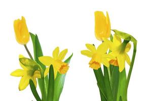 Bright colorful spring flowers of daffodils and tulips isolated on white background. photo