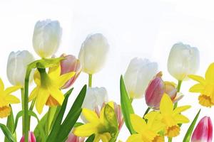 Bright colorful spring flowers of daffodils and tulips isolated on white background. photo