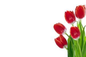 spring colorful flowers tulips. floral collection. photo