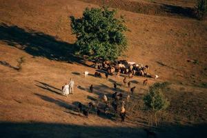 A family with a flock of sheep on a meadow photo