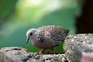 Pigeon standing on the rock photo