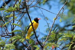 Yellow birds on the tree photo