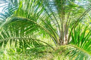 pequeño petróleo palma árbol creciente en plantación en tailandés local, cerca arriba foto de petróleo palma árbol en del Sur Tailandia
