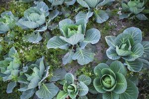 Cabbage field in the garden. Green cabbage growing in the garden photo