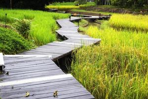 Boardwalks in rice. photo