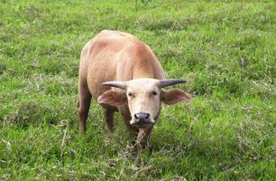 Buffalo in the pasture. photo