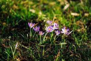 Close-up of lovely crocuses blooming in spring, Germany photo