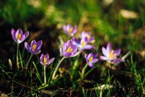 Close-up of lovely crocuses blooming in spring, Germany photo