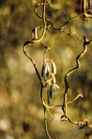 Corkscrew hazel branches in spring photo