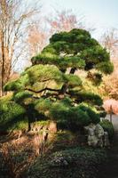 majestuoso arboles en un chino jardín durante primavera foto