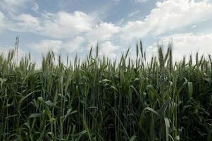 View of Egyptian wheat under the blue sky photo