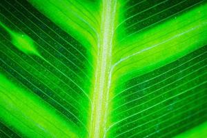 Close up macro green leaf texture background photo