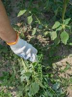 A hand in a cloth glove removes weeds in the garden. Gardening concept. photo