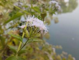 White flowers near a pond known as Chromolaena odorata, Eupatorium odoratum, Osmia odorata. photo