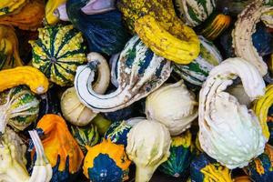 Diverse assortment of pumpkins ,close up. Autumn harvest. photo