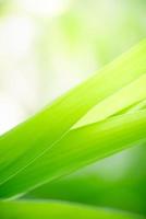 Abstract nature green blurred background nature leaf on greenery background in garden with copy space using as background wallpaper page concept. photo