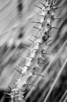 Spiky Plant with blurred background photo