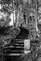 escalera en bosque con arboles foto